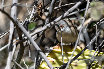 Sardinian warbler (Curruca melanocephala), Jordan