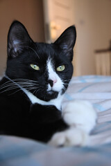 Black and white young adult cat relaxing on bed