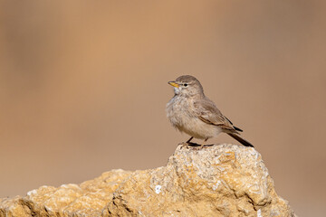Desert lark (Ammomanes deserti), Wadi Rum, Jordan.