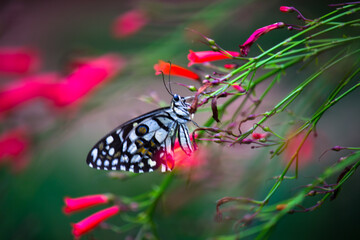 Lemon butterfly, lime swallowtail and chequered swallowtail Butterfly resting on the flower plants