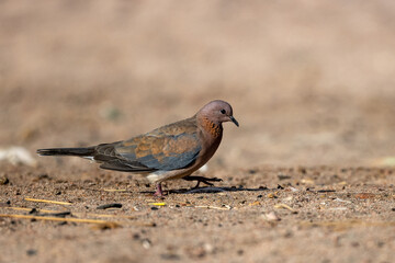 Laughing dove (Streptopelia senegalensis), Aqaba, Jordan.