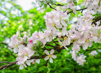 Spring beautiful blossoming branches. Springtime background. Close up.