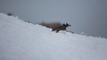 Ein  Pinguin rutscht auf seinem Bauch durch den hohen Schnee der Antarktis