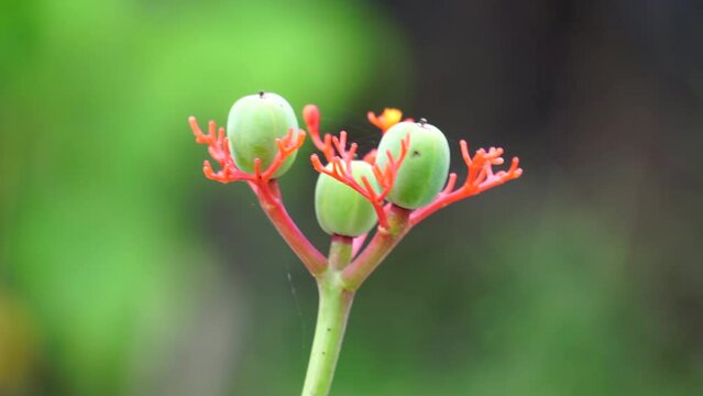 Jatropha podagrica (Also called Jarak bali, jarak batang gajah, Gout Plant, Gout Stalk) flower. This plant is used as an analgesic, tonic, aphrodisiac, purgative, laxative, snakebite, gout etc