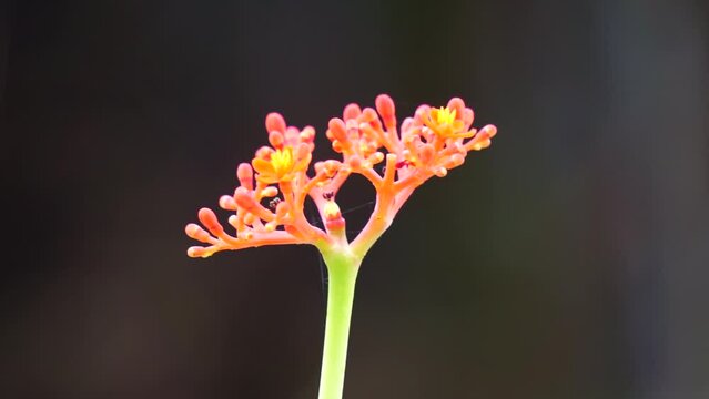 Jatropha podagrica (Also called Jarak bali, jarak batang gajah, Gout Plant, Gout Stalk) flower. This plant is used as an analgesic, tonic, aphrodisiac, purgative, laxative, snakebite, gout etc