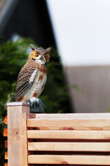 Plastic owl