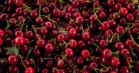 Red cherry. Bunch of ripe cherries with stems.