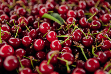 Red cherry. Bunch of ripe cherries with stems.
