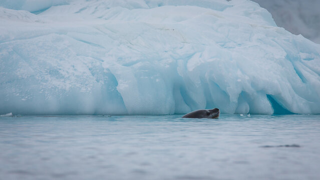 Ein Seeleopard taucht vor blauem Gletscheris in den eisigen s&uuml;dpolaren Gew&auml;ssern der Antarktis auf