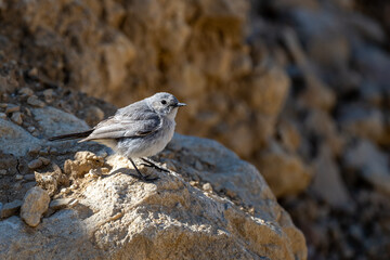 Blackstart (Cercomela melanura), Moab Plateau, Jordan.