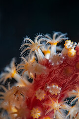 Ladybug Amphipods on Coral Polyps