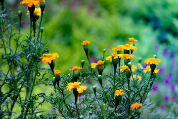 Yellow and orange marigold flowers (Tagetes) in bloom among other flowers in the garden