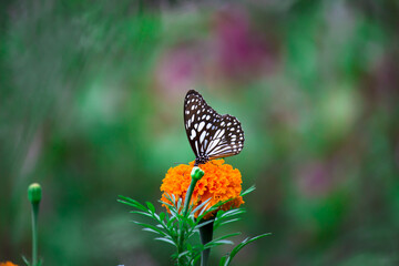 Yellow and orange marigold flowers (Tagetes) in bloom among other flowers in the garden