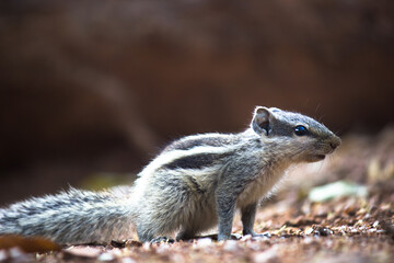 Palm Squirrel or Rodent or also known as the chipmunk paused on the ground