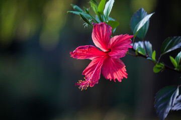 Hibiscus flower, or Malvaceae. or rosa-sinensis, known Shoe Flower in full bloom during spring