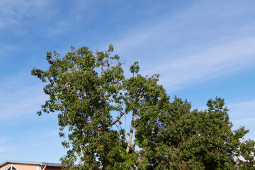 Brachychiton populneus 
