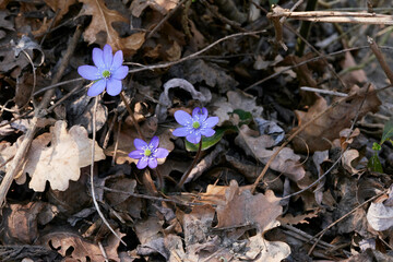 Hepatica nobilis 