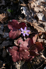 Hepatica nobilis 