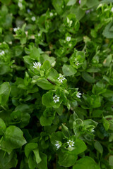 Stellaria media in bloom