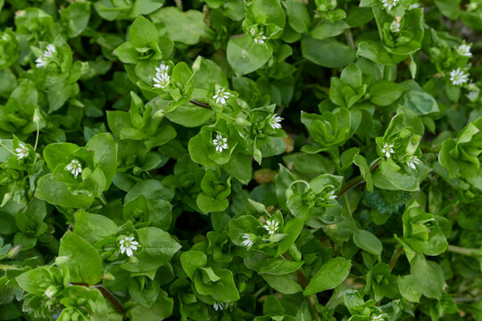 Stellaria media in bloom
