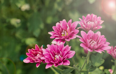 Fototapeta premium Group of pink chrysanthemum flowers against blurry background of leaves.