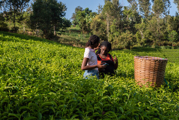 Naklejka na ściany i meble Two Teenage young African Girls Hanging out in Tea Bushes
