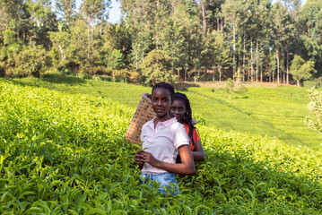portrait of a young teenage African Girl in tea bushes