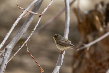 Eastern Olivaceous Warbler (Iduna pallida), Jordan.