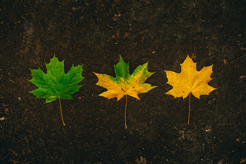 Phases of leaf aging and loss of color and chlorophyll from green to yellow - obrazy, fototapety, plakaty