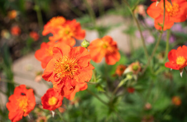 orange avens flowers in the garden