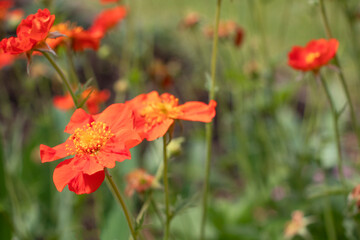 orange avens flowers in the garden