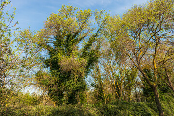 Fototapeta premium Undergrowth and vegetation, early spring, in Poussan, Occitanie, France