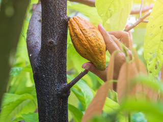 Close up hand picking cocoa pod from cocoa or cacoa tree.