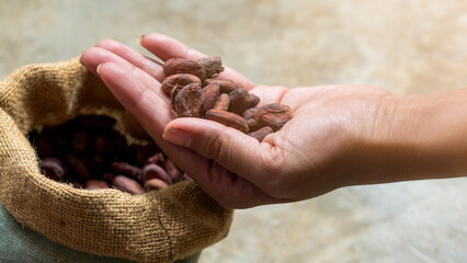 Close up hand hold cocoa seeds