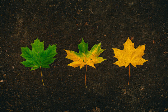 Phases of leaf aging and loss of color and chlorophyll from green to yellow