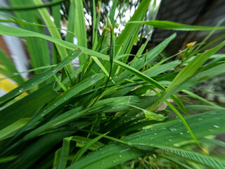 A clump of yellow iris flowers, green leaves with pointed blades, as decoration on the veranda of the house