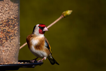 Vögel im Garten 
Stieglitz

