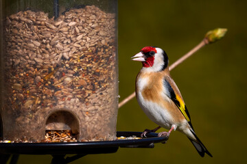 Vögel im Garten 
Stieglitz
