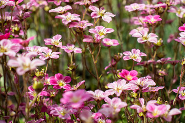 saxifrage flowers in the garden