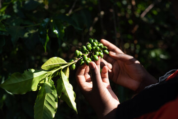 hands holding green coffee beans 