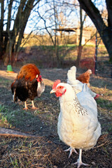 Huhn