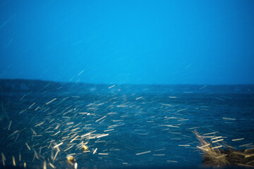 Fototapeta na wymiar underwater scene with fish
