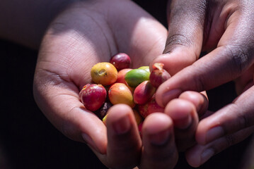 Hands holding Coffee beans 