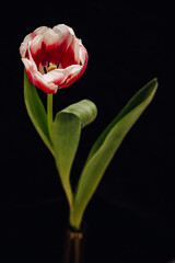Bud of white, red and pink tulip on a black background.
One tulip bud close up. Bokeh
