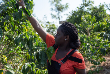 Young teenage African Girl picking coffee beans 