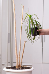 Woman hand holding rooted dracaena cutting in pot after renew on white background