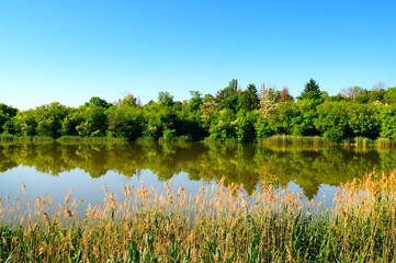 A picturesque lake, forest on the shore and reeds in the foreground.