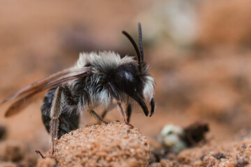 Closeup on a male Grey -backed mining bee, Andrena vaga on the ground, showing it's massive jaws