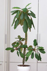 Euphorbia leuconeura tree in white pot. Vertical