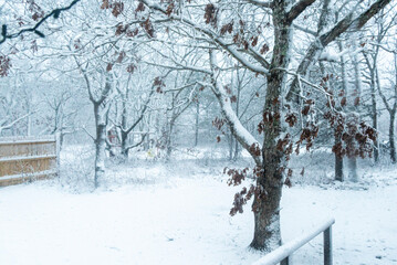 snow covered trees